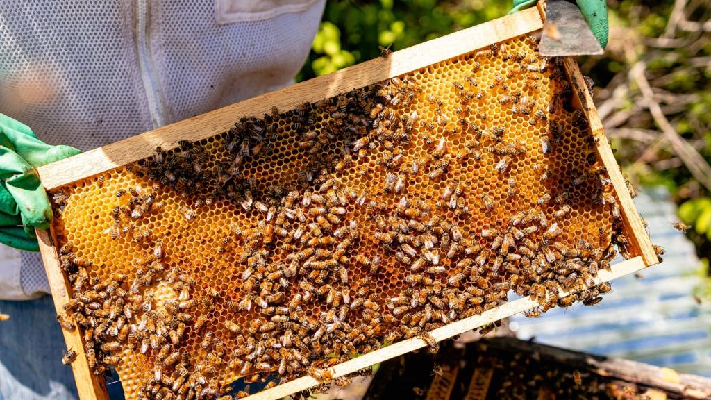 Marriott hace un llamado a la conservación de las abejas