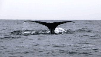 Panamá lanza la temporada de avistamiento de ballenas