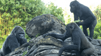 Disney&apos;s Animal Kingdom revela el nombre del nuevo miembro de su familia de Gorilas