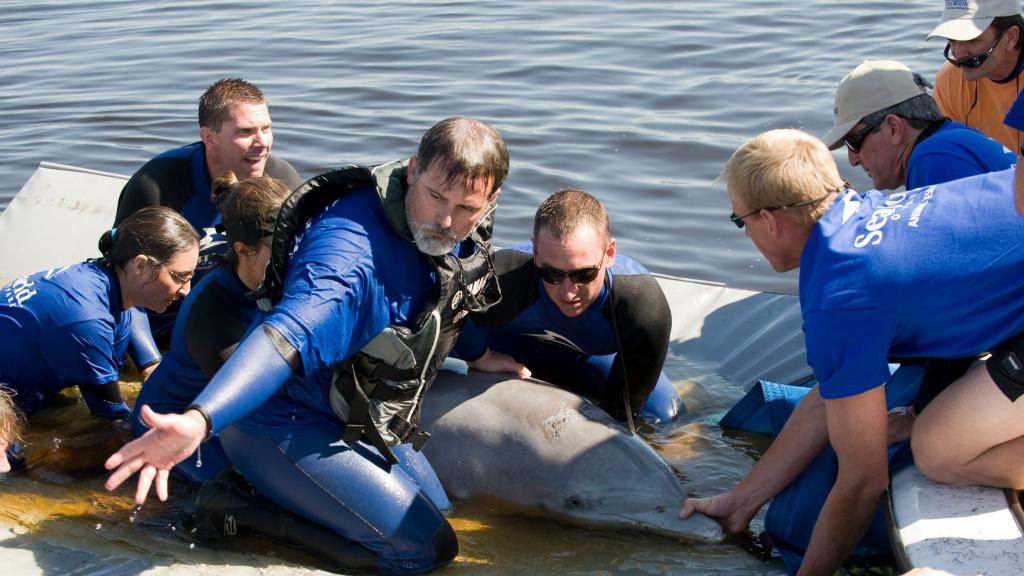 SeaWorld celebra el mes del delfín