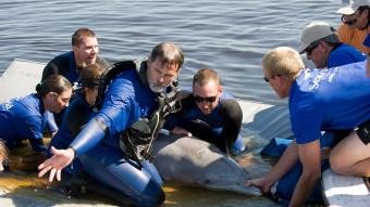 SeaWorld celebra el mes del delfín
