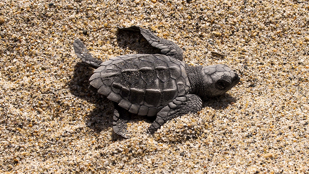 Puerto Vallarta inicia su temporada más emotiva con la liberación de tortugas