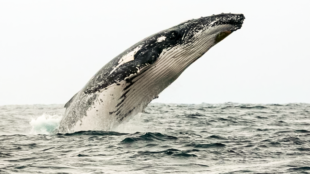 Comenzó en Ecuador la temporada de avistamiento de ballenas jorobadas