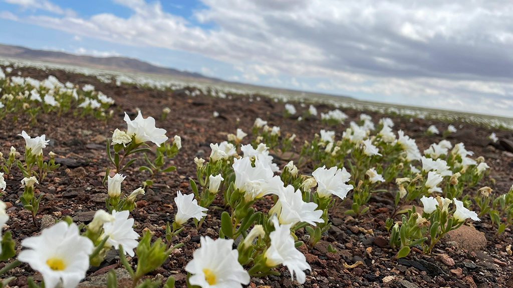 Chile inaugura la temporada de Desierto Florido en Atacama