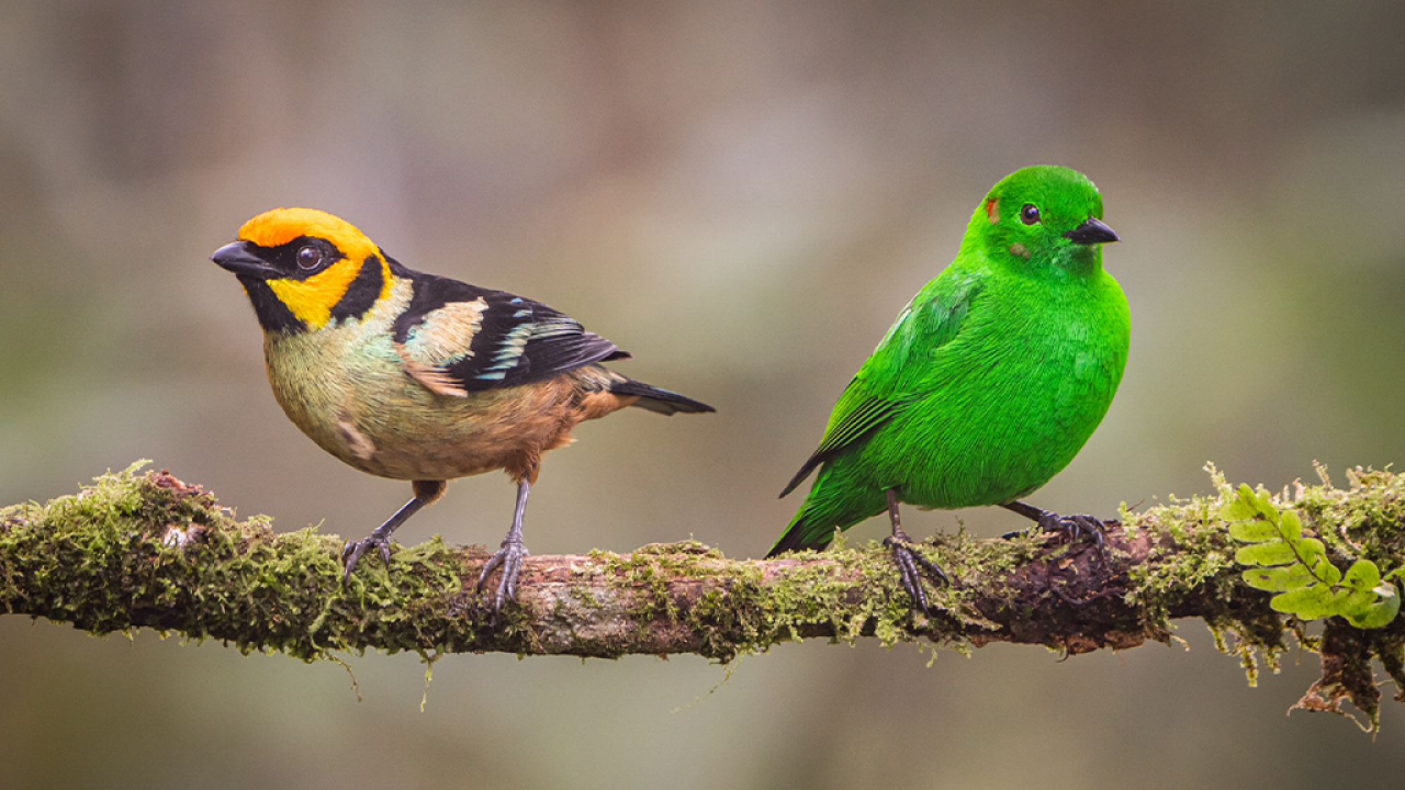 Colombia, el mejor destino de observación de aves gana nuevamente el 1